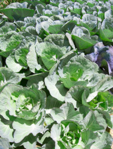Garden of cabbage plants