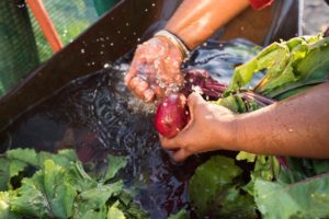 A close up action shot of an african Xhosa woman washing,under running water, beetroot she has harvested, from her garden for market