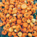 Batch of Orange Pumpkins