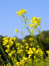 Canola