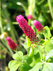 Crimson clover Rye