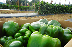 Bell Peppers