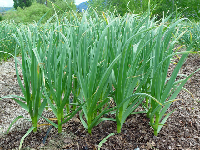 Fall Specialty Garlic Production