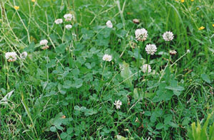 ladino clover