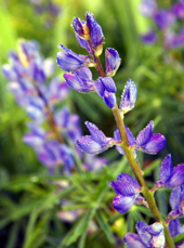 lupine tiffblue