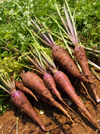 purple carrot