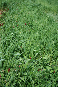 small crimson clover