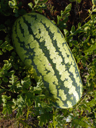 watermelon_small